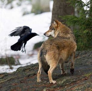 Crow Predator Image